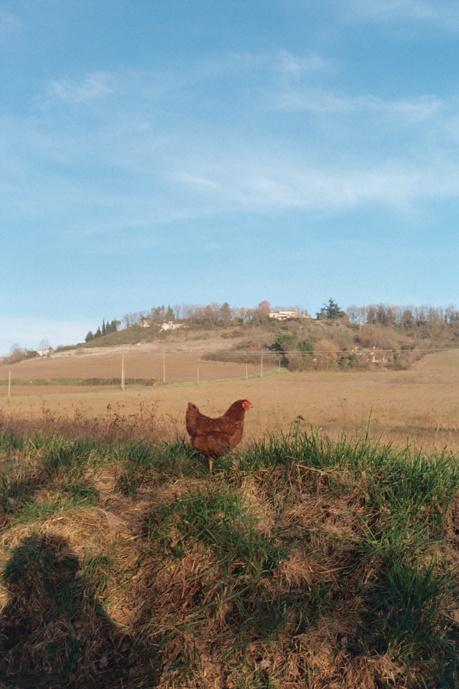Chicken